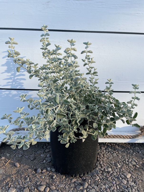 leucophyllum-zygophyllum