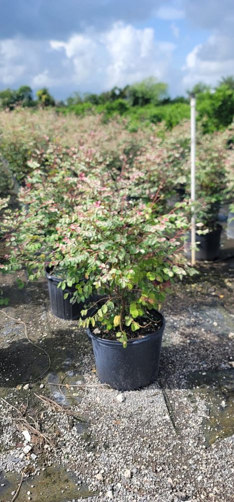leucopogon-melaleucoides-snowbush