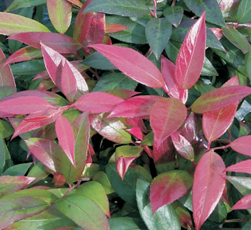 leucothoe-axillaris-bohemian-beauty-trade-leucothoe-apollo-s-love-trade