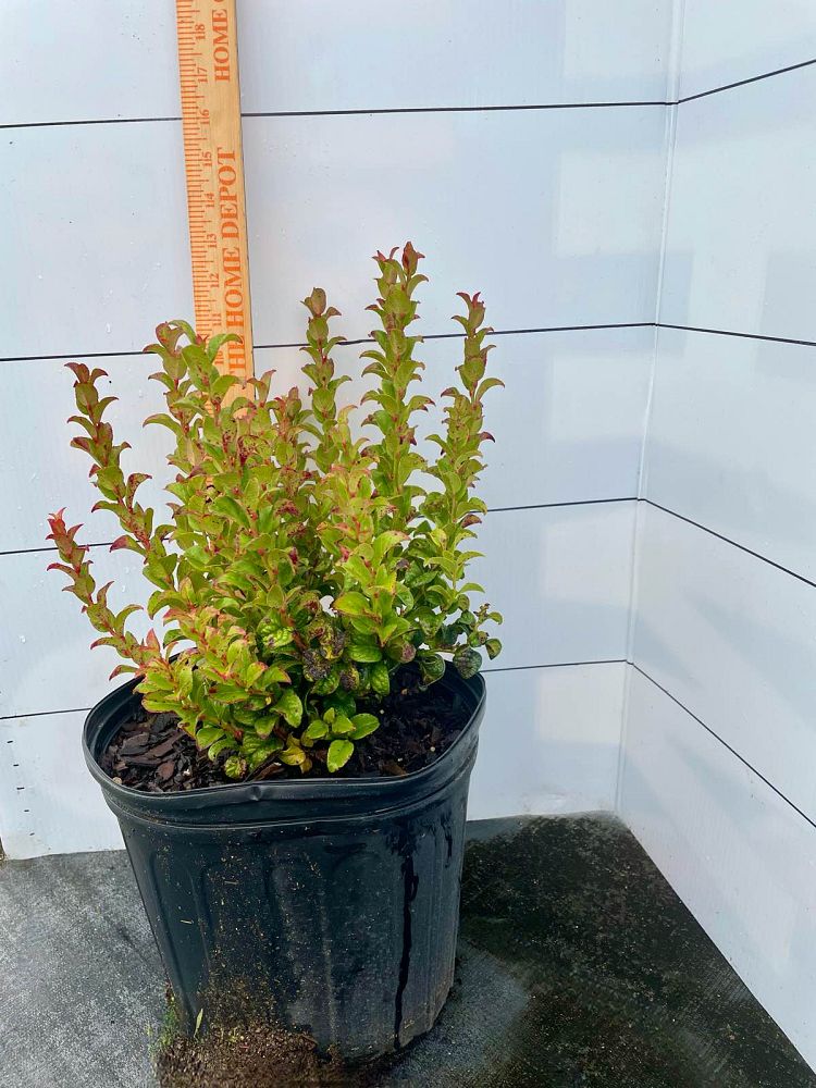 leucothoe-axillaris-curly-red-dog-hobble
