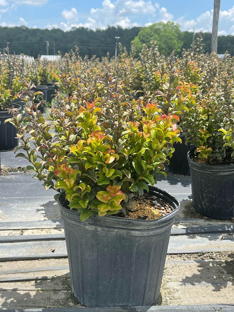 leucothoe-axillaris-curly-red-dog-hobble
