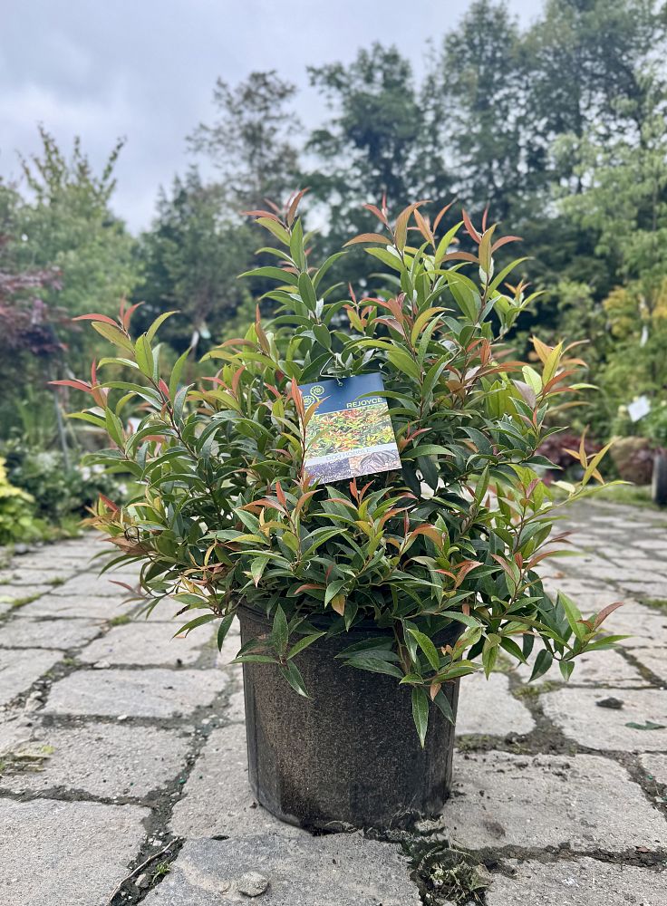 leucothoe-axillaris-rejoyce-coastal-doghobble