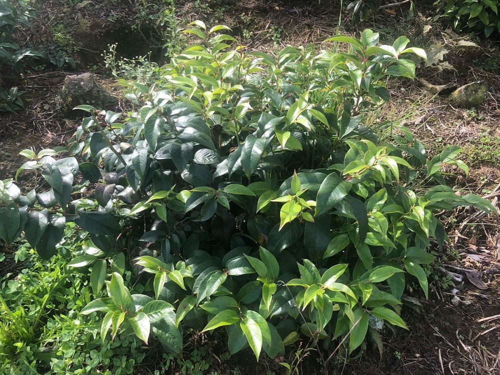 leucothoe-fontanesiana-drooping-leucothoe-doghobble
