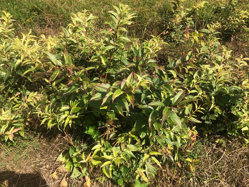 leucothoe-fontanesiana-rainbow-drooping-leucothoe-doghobble