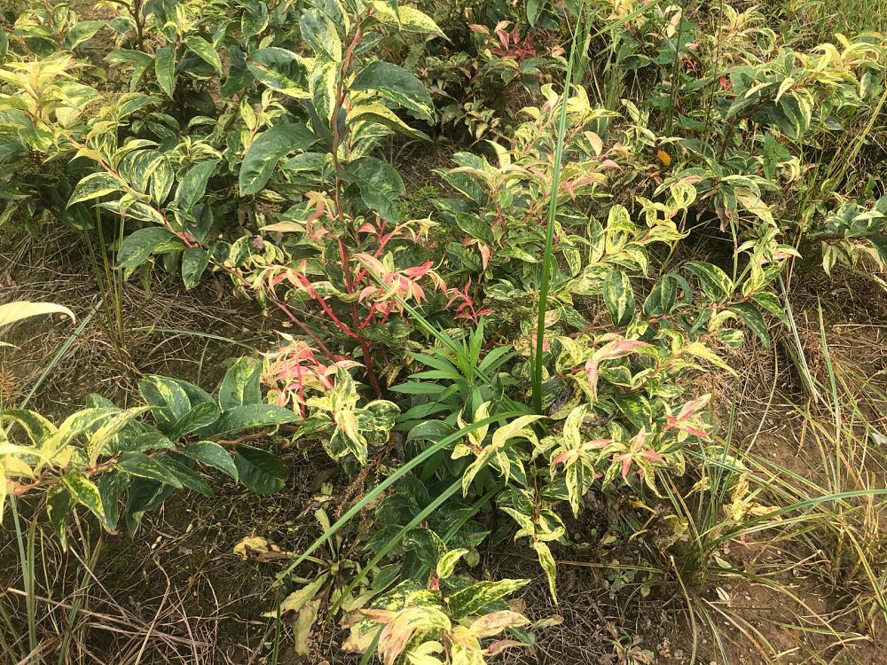 leucothoe-fontanesiana-rainbow-drooping-leucothoe-doghobble