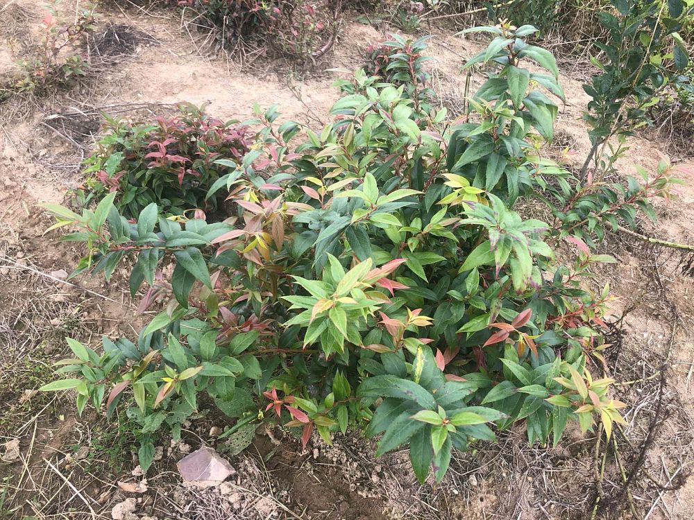 leucothoe-fontanesiana-zeblid-scarletta-dog-hobble-fetterbush-drooping-leucothoe
