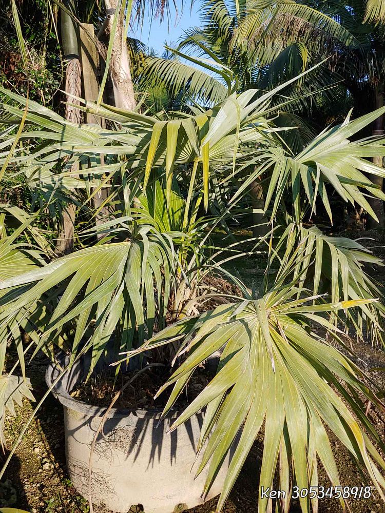 leucothrinax-morrisii-keys-thatch-palm
