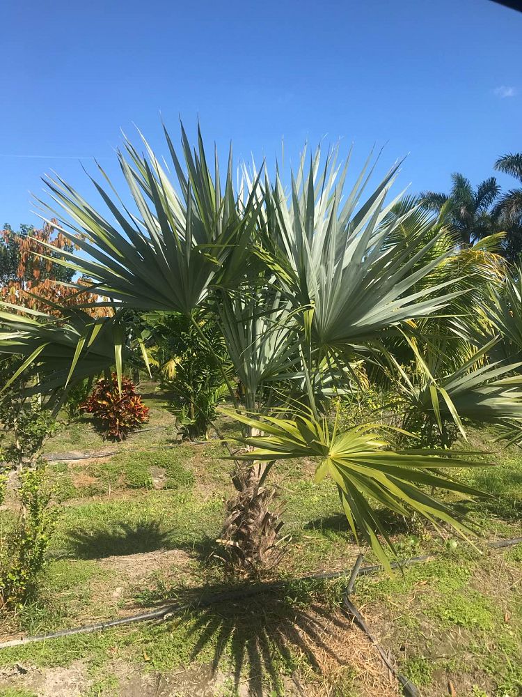 leucothrinax-morrisii-keys-thatch-palm