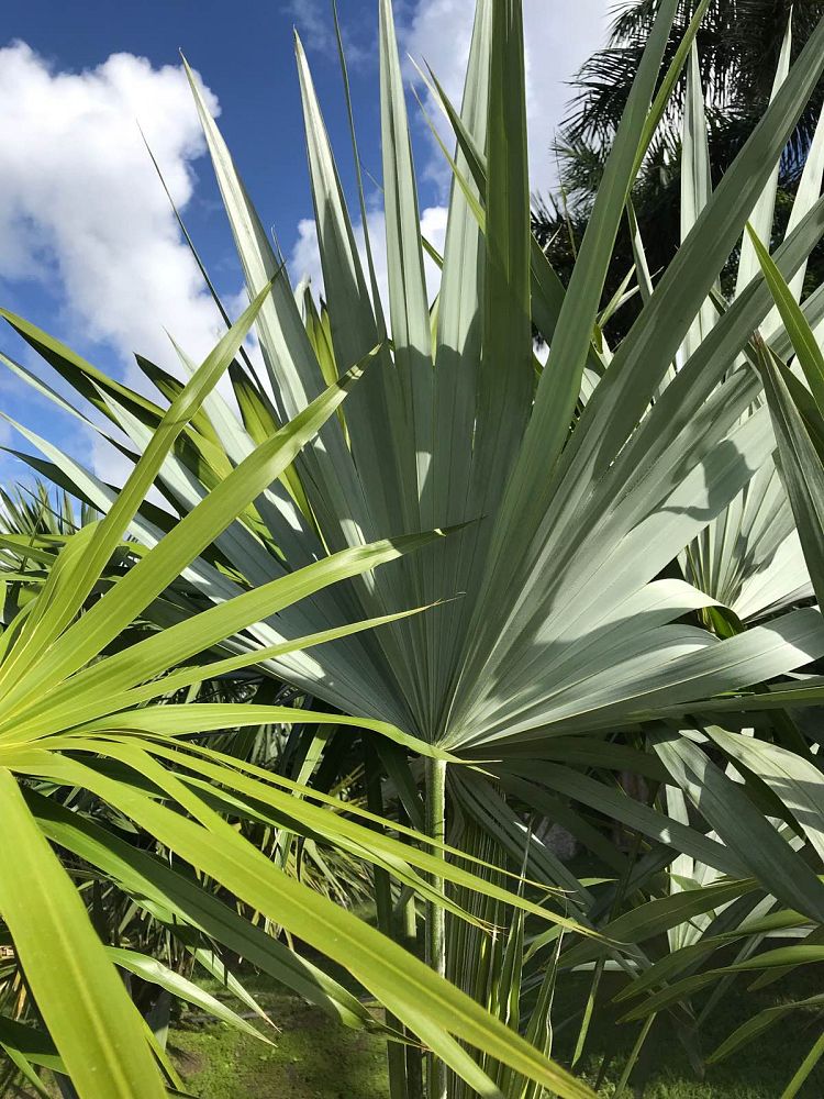 leucothrinax-morrisii-keys-thatch-palm