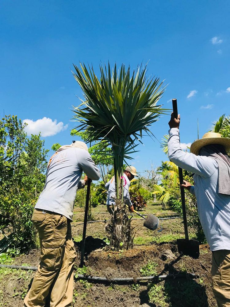 leucothrinax-morrisii-keys-thatch-palm