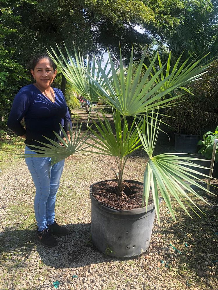 leucothrinax-morrisii-keys-thatch-palm