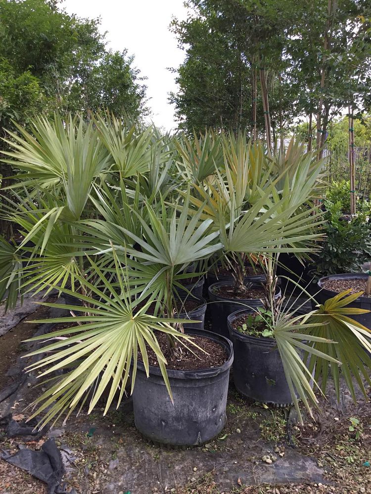 leucothrinax-morrisii-keys-thatch-palm