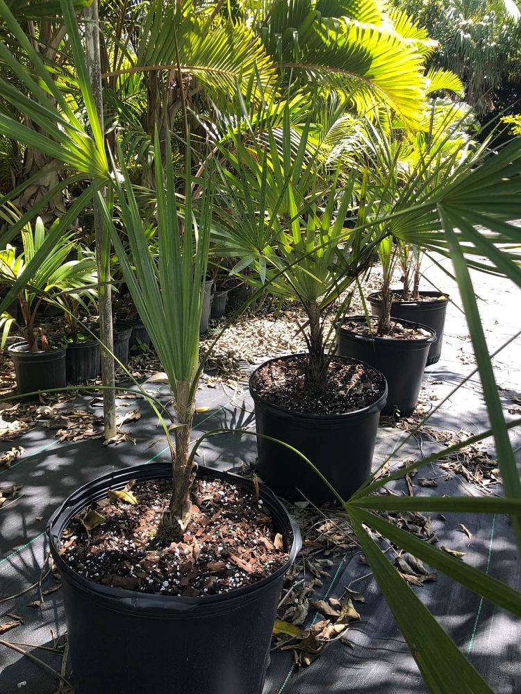 leucothrinax-morrisii-keys-thatch-palm