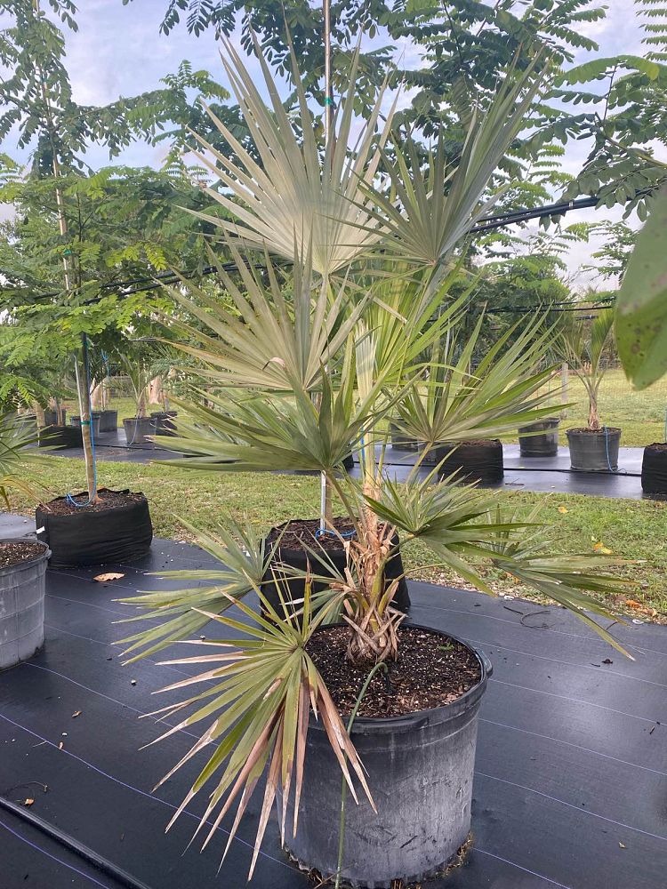 leucothrinax-morrisii-keys-thatch-palm