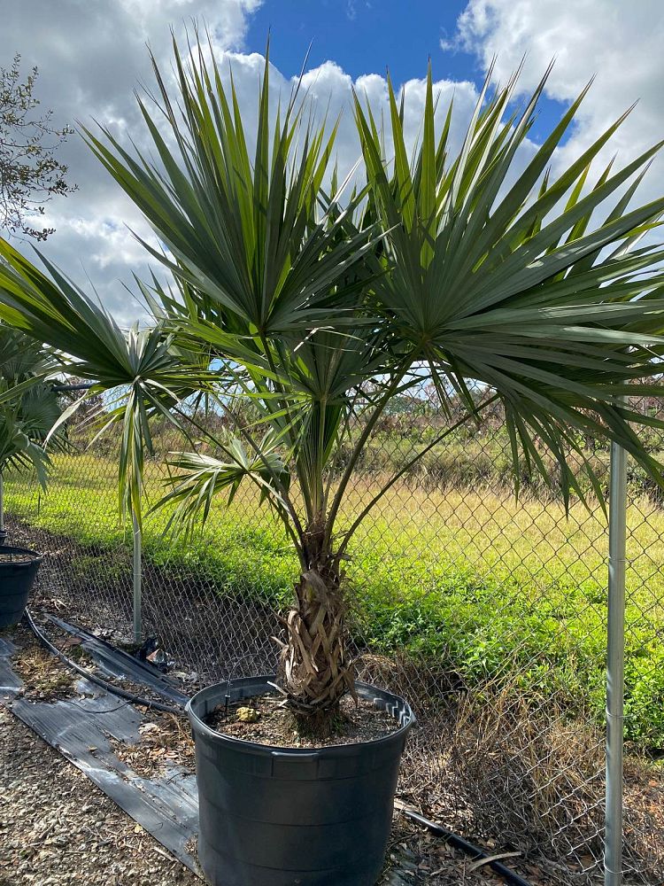 leucothrinax-morrisii-keys-thatch-palm