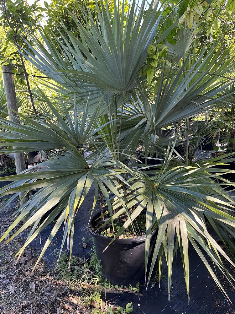 leucothrinax-morrisii-keys-thatch-palm