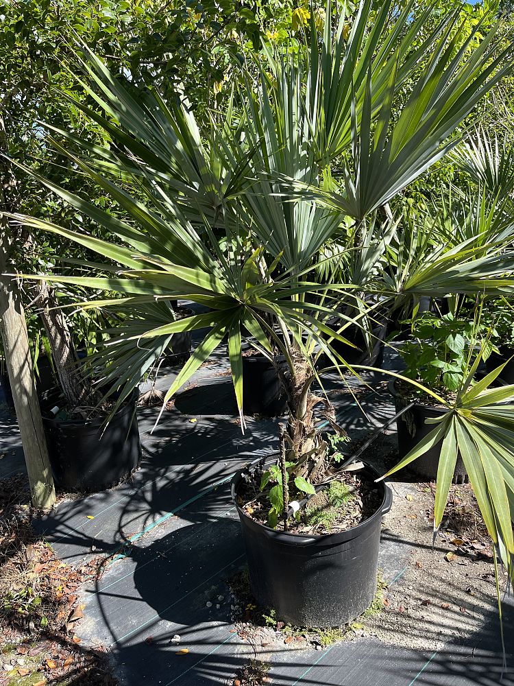 leucothrinax-morrisii-keys-thatch-palm