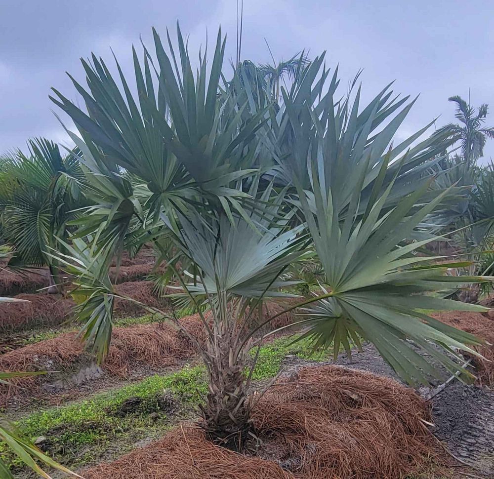 leucothrinax-morrisii-keys-thatch-palm