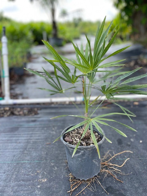 leucothrinax-morrisii-keys-thatch-palm