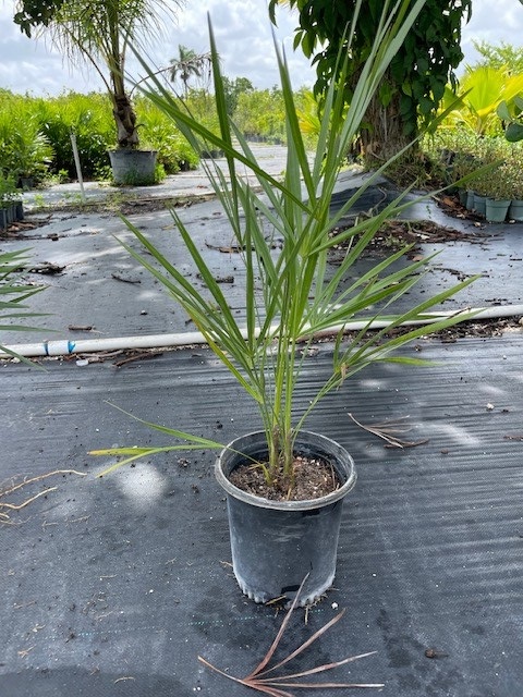 leucothrinax-morrisii-keys-thatch-palm
