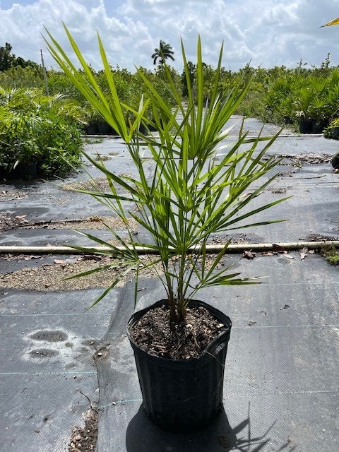 leucothrinax-morrisii-keys-thatch-palm