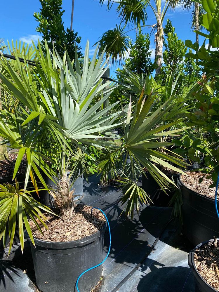 leucothrinax-morrisii-keys-thatch-palm