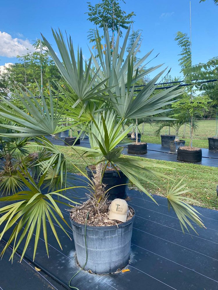 leucothrinax-morrisii-keys-thatch-palm