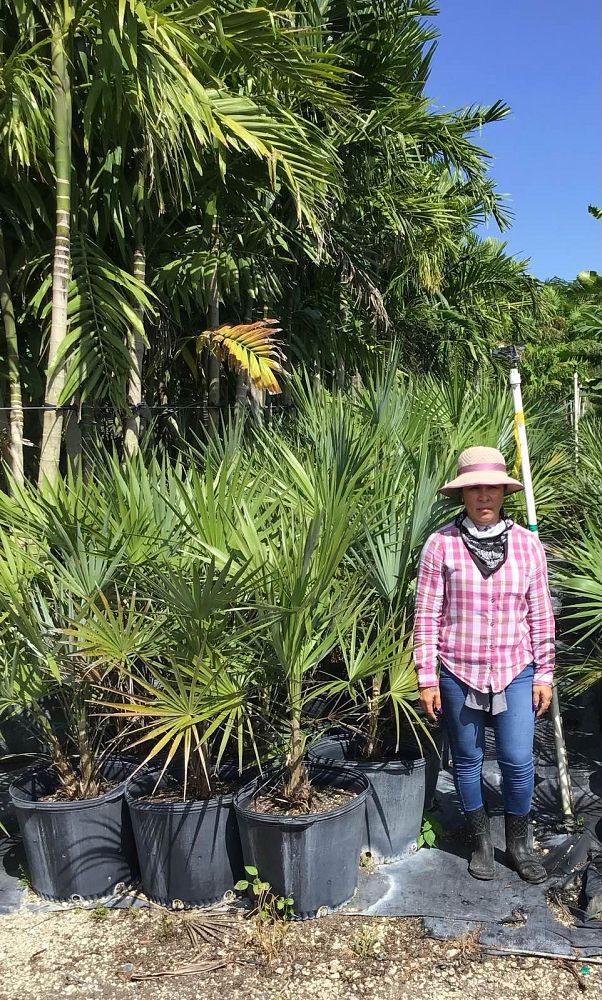 leucothrinax-morrisii-keys-thatch-palm