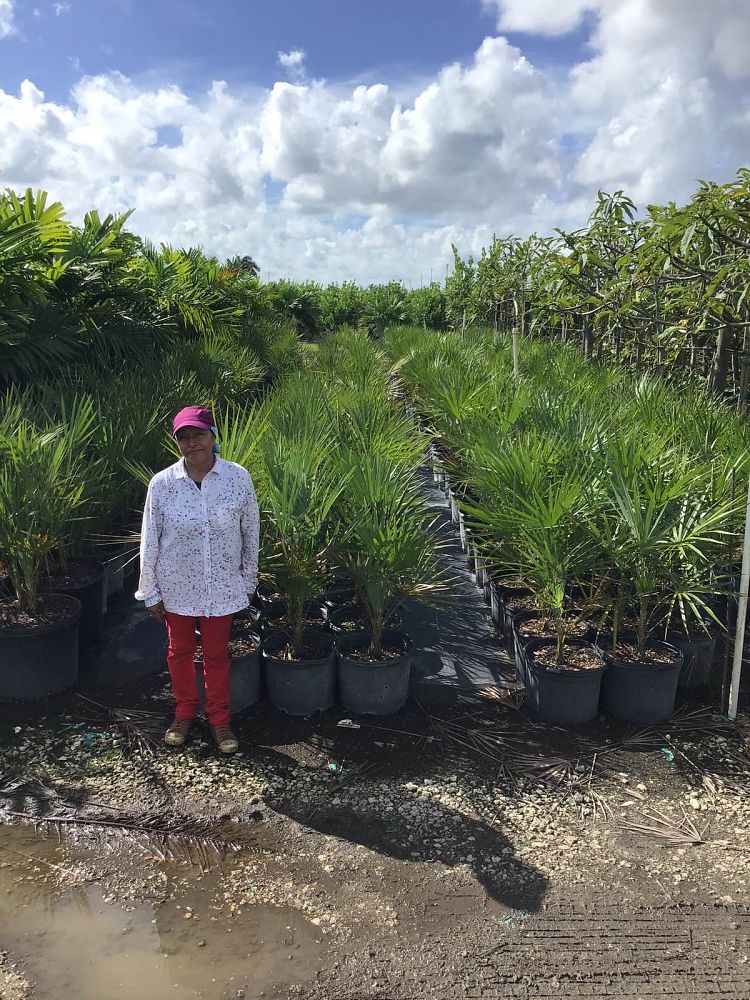 leucothrinax-morrisii-keys-thatch-palm