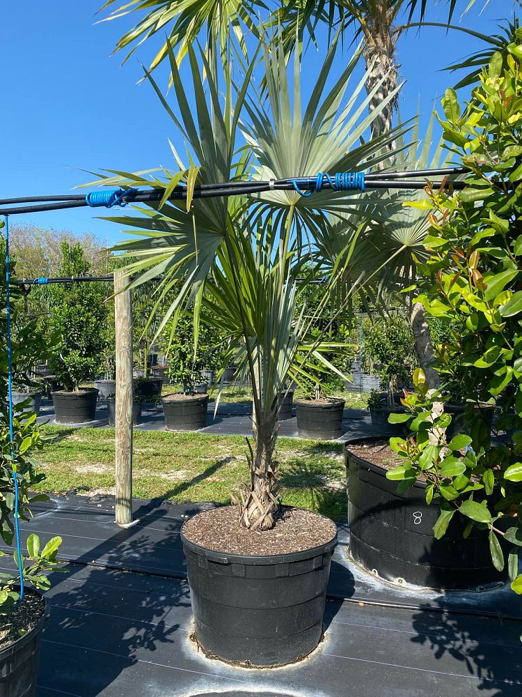 leucothrinax-morrisii-keys-thatch-palm