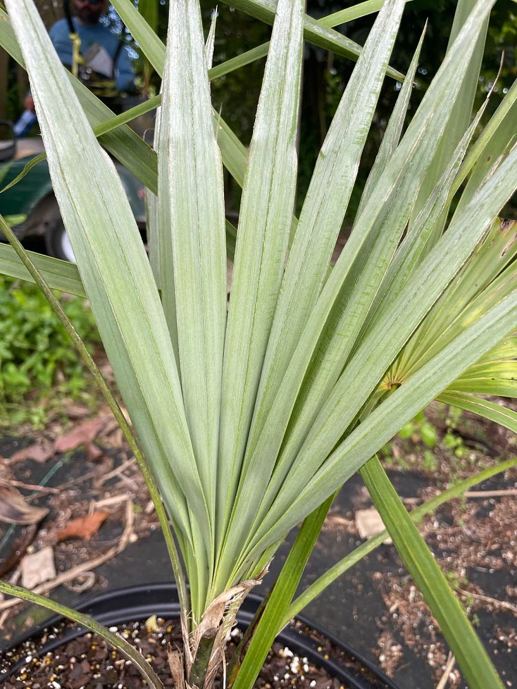 leucothrinax-morrisii-keys-thatch-palm