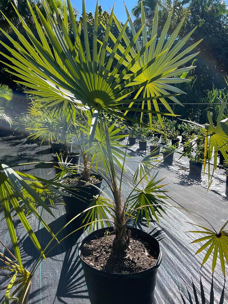 leucothrinax-morrisii-keys-thatch-palm
