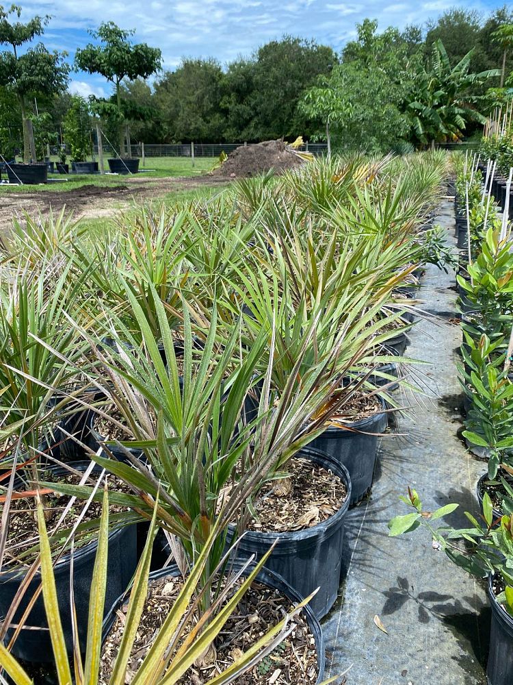 leucothrinax-morrisii-keys-thatch-palm