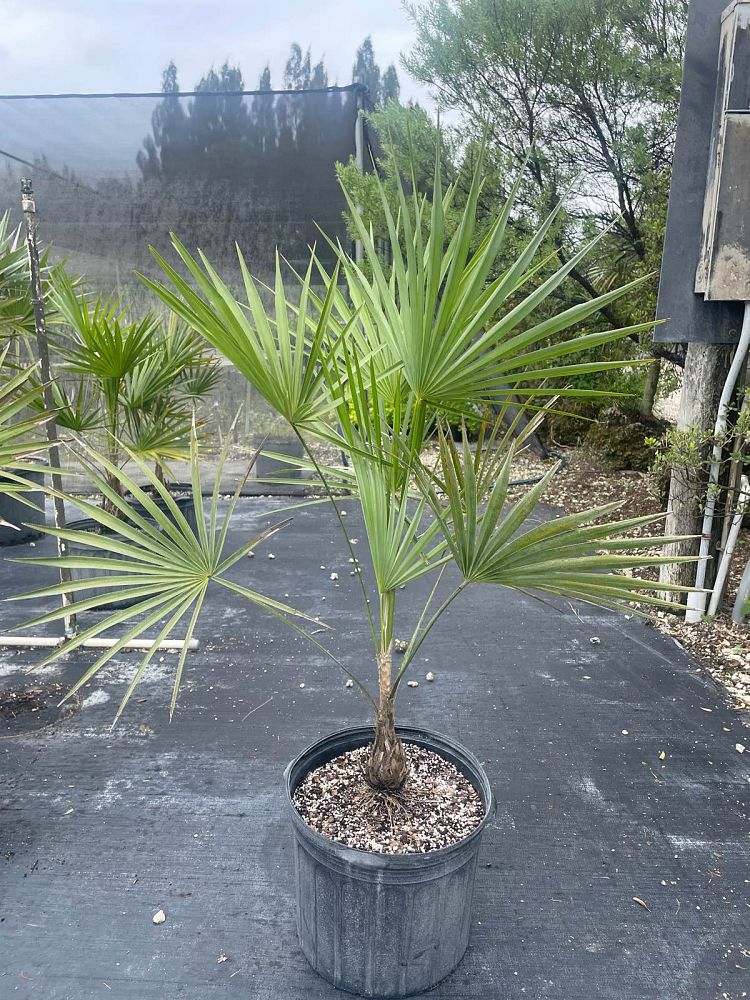 leucothrinax-morrisii-keys-thatch-palm