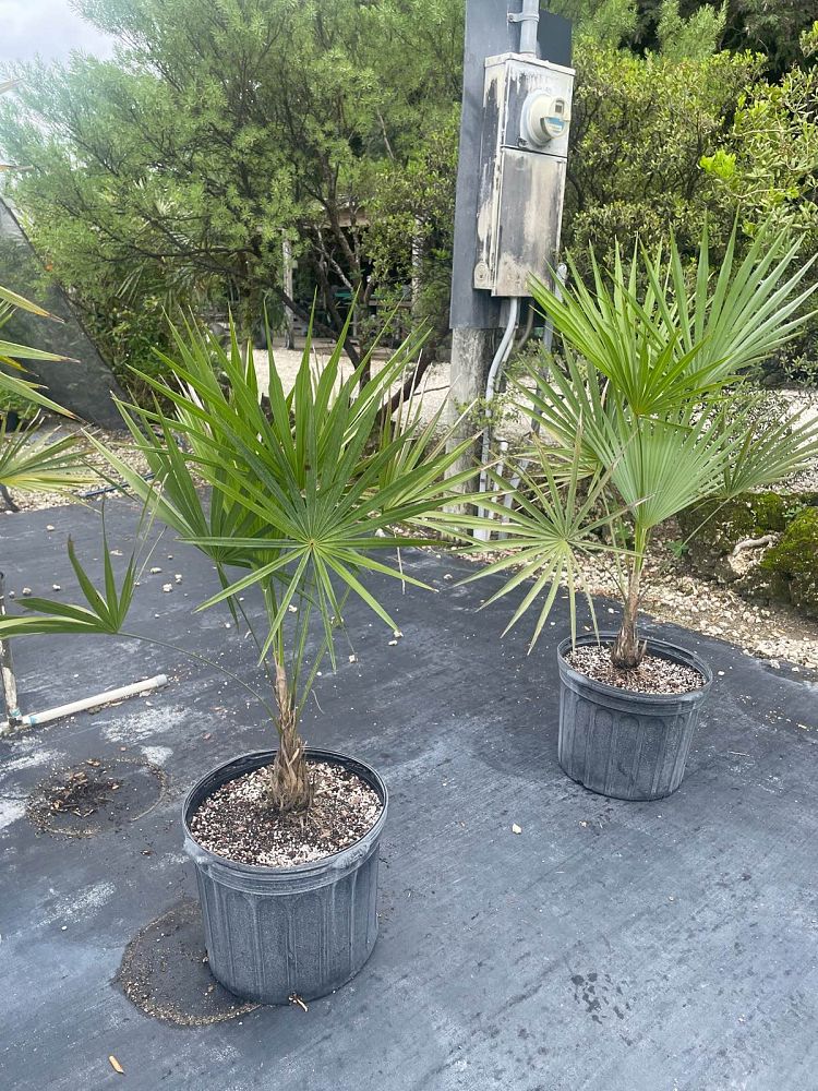leucothrinax-morrisii-keys-thatch-palm