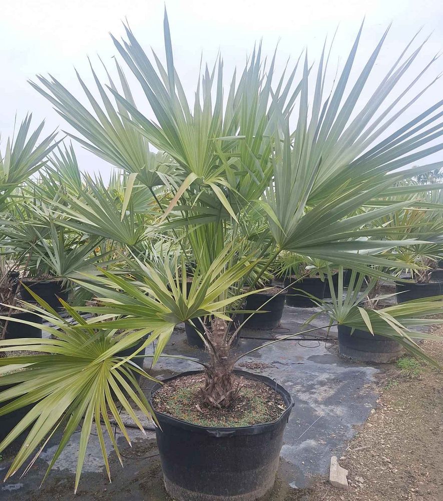 leucothrinax-morrisii-keys-thatch-palm