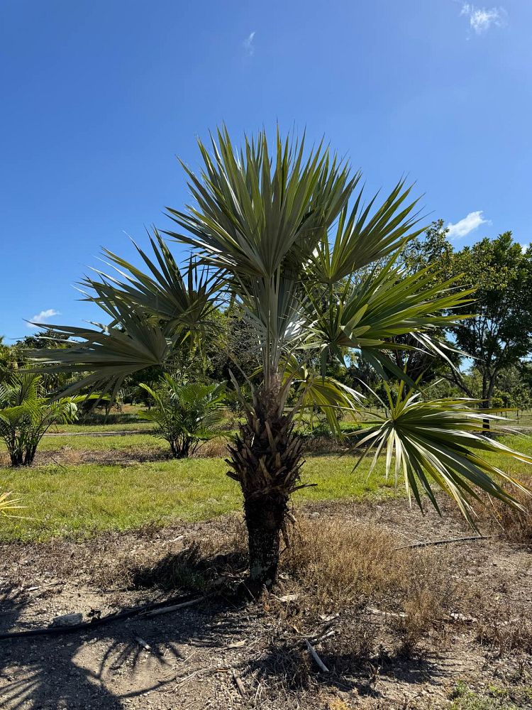 leucothrinax-morrisii-keys-thatch-palm