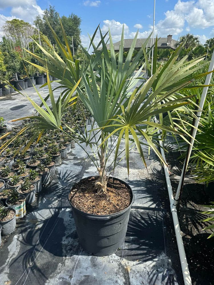 leucothrinax-morrisii-keys-thatch-palm