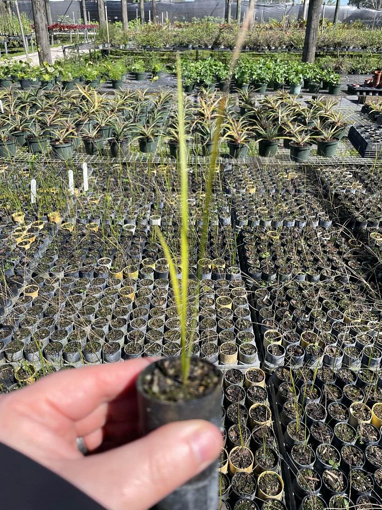 leucothrinax-morrisii-keys-thatch-palm