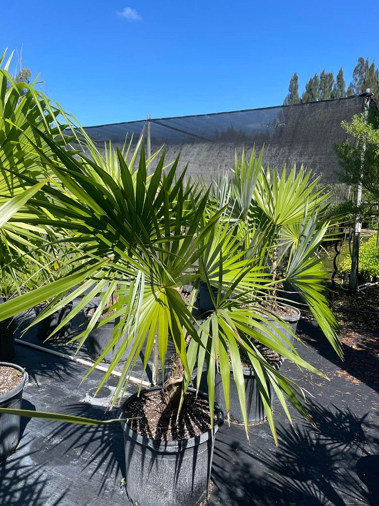 leucothrinax-morrisii-keys-thatch-palm