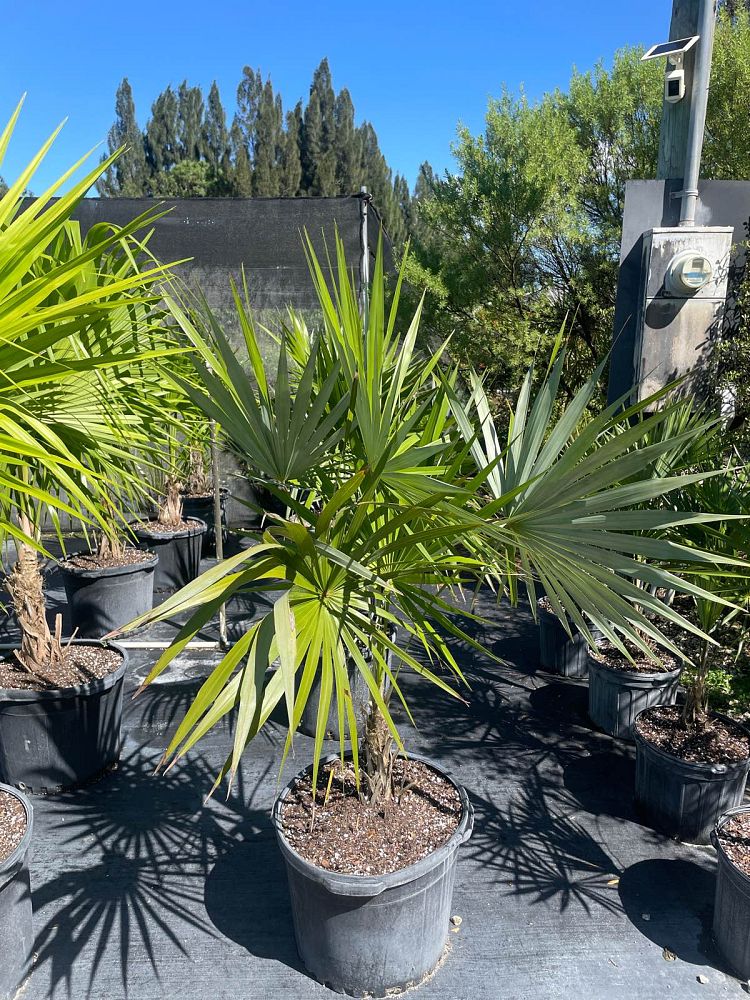 leucothrinax-morrisii-keys-thatch-palm