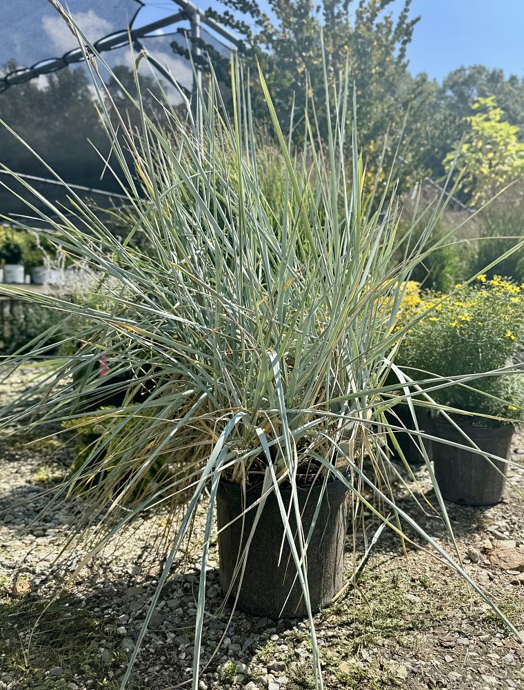 leymus-arenarius-blue-dune-lyme-grass-elymus-arenarius