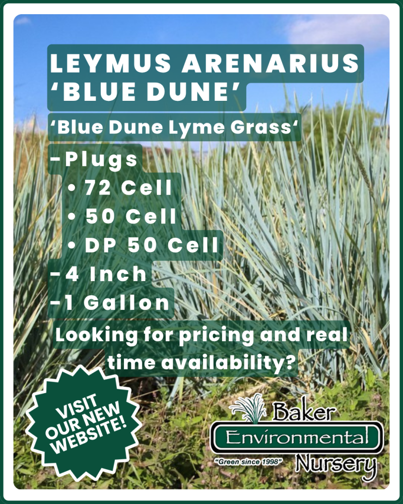 leymus-arenarius-blue-dune-lyme-grass-elymus-arenarius