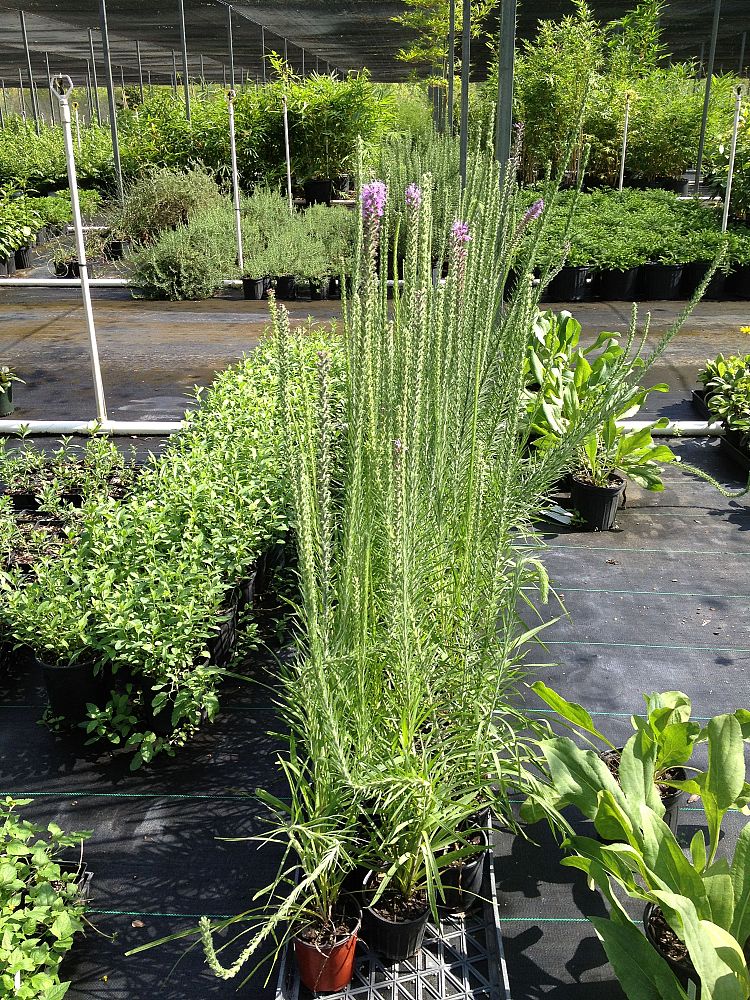 liatris-pycnostachya-prairie-blazing-star