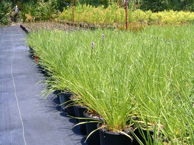 liatris-spicata-gayfeather-blazing-star
