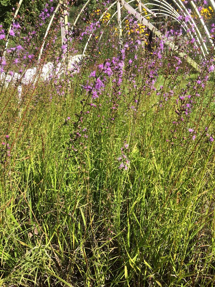 liatris-spicata-gayfeather-blazing-star