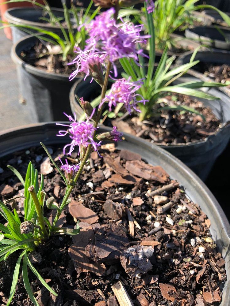 liatris-spicata-gayfeather-blazing-star