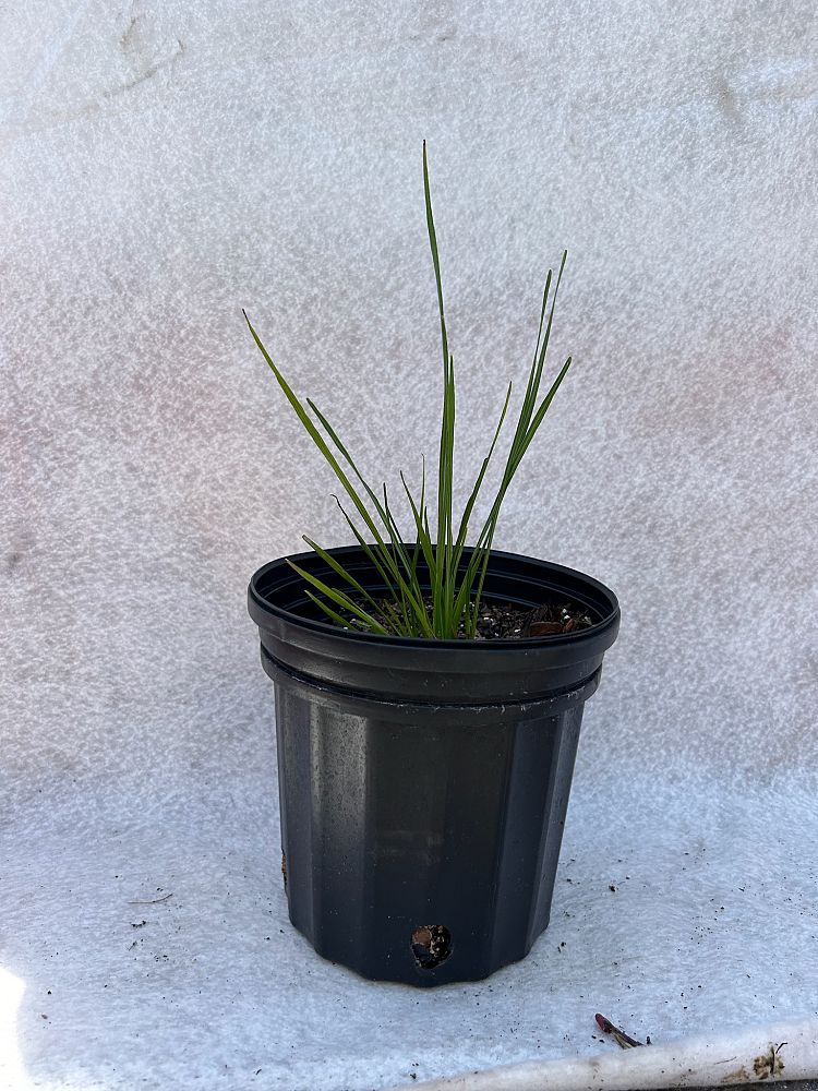 liatris-spicata-gayfeather-blazing-star