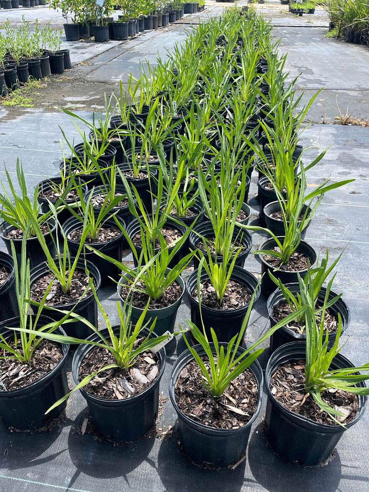 liatris-spicata-gayfeather-blazing-star