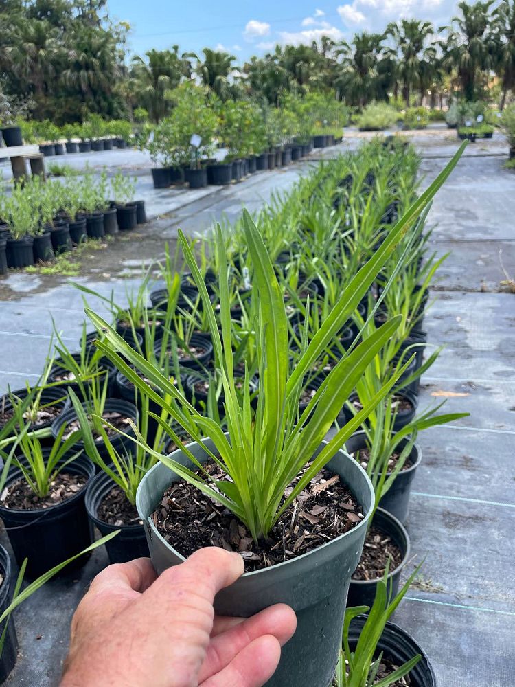 liatris-spicata-gayfeather-blazing-star